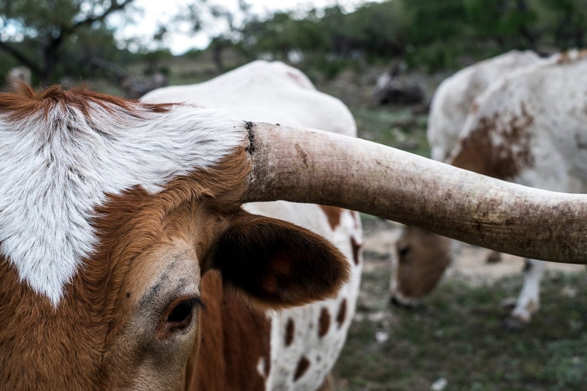 Texas