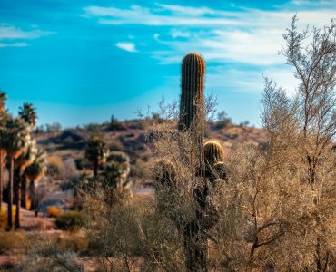 New Mexico