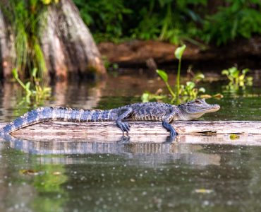 Louisiana