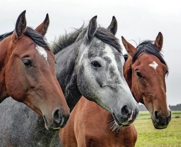 horses-animal