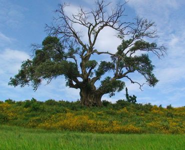 VATupdate VAT GST ethiopia